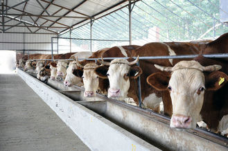 China Energy-efficient Light Weight Steel Structural Framing Cowshed Systems With Single Long Span supplier
