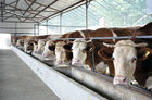 China Energy-efficient Light Weight Steel Structural Framing Cowshed Systems With Single Long Span factory