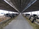 China Pre-engineered Steel Framing Systems Breeding Cow / Horse With Roof Panels factory